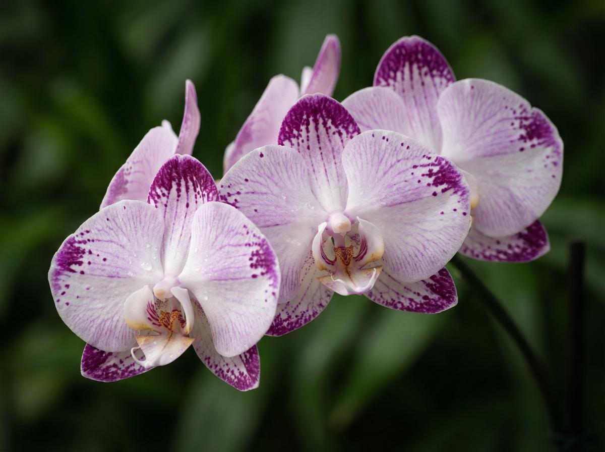 每日大赛兰花视频